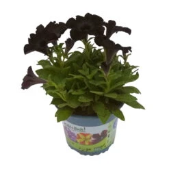 Petunie 'Viva® Black Ray' Schwarz, Hängend, Topf-Ø 13 Cm, 6er-Set -Die grüne Ecke 0613170038 KB Petunia T13 Black Ray 6er Set 1 91202