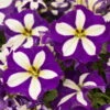 Petunie 'Crazytunia® Lucky Lilac' Lila-weiß, Hängend, Topf-Ø 13 Cm,6er-Set -Die grüne Ecke 0613170049 KB Petunia T13 Lucky Lilac 75879