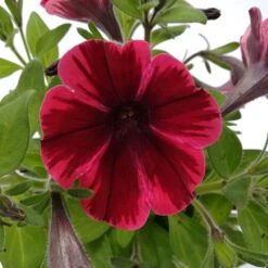 Petunie 'Sweetunia® Suzie Storm' Pink-rot, Hängend, Topf -Ø 13 Cm, 6er-Set -Die grüne Ecke 0613170054 KB Petunia T13 Suzie Storm 3er Set 2 78725
