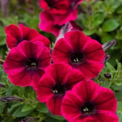 Petunie 'Sweetunia® Suzie Storm' Pink-rot, Hängend, Topf -Ø 13 Cm, 6er-Set -Die grüne Ecke 0613170054 KB Petunia T13 Suzie Storm1 75889