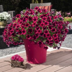 Petunie 'Sweetunia® Suzie Storm' Pink-rot, Hängend, Topf -Ø 13 Cm, 6er-Set -Die grüne Ecke 0613170054 KB Petunia T13 Suzie Storm2 75890