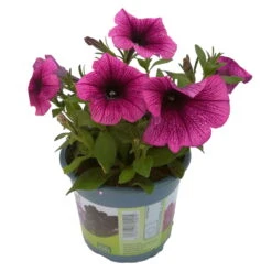 Petunie 'Sweetunia® Burgundy Gem' Rosa Geadert, Hängend, Topf-Ø 13 Cm, 6er-Set -Die grüne Ecke 0613170055 KB Petunia T13 Burgundy Gem 6er Set 12 91846