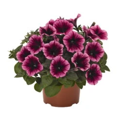 Petunie 'Sweetunia® Burgundy Gem' Rosa Geadert, Hängend, Topf-Ø 13 Cm, 6er-Set -Die grüne Ecke 0613170055 KB Petunia T13 Burgundy Gem 75893