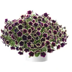Petunien 'Cascadias™ Rim Magenta', Dunkel&creme, Hängend, Topf-Ø 13 Cm, 6er-Set -Die grüne Ecke 0613170111 KB Petunia T13 Cascadias Rim Magenta 6er Set 1 110755