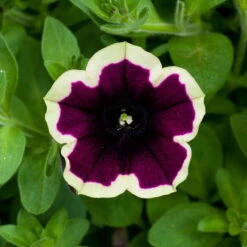 Petunien 'Cascadias™ Rim Magenta', Dunkel&creme, Hängend, Topf-Ø 13 Cm, 6er-Set -Die grüne Ecke 0613170111 KB Petunia T13 Cascadias Rim Magenta 6er Set 2 110756