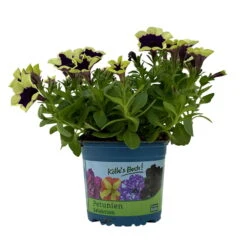 Petunien 'Cascadias™ Rim Magenta', Dunkel&creme, Hängend, Topf-Ø 13 Cm, 6er-Set -Die grüne Ecke 0613170111 KB Petunia T13 Cascadias Rim Magenta 6er Set WS 4 110952