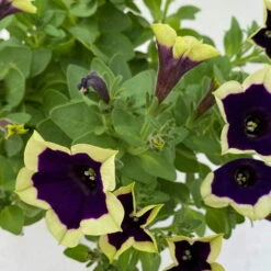 Petunien 'Cascadias™ Rim Magenta', Dunkel&creme, Hängend, Topf-Ø 13 Cm, 6er-Set -Die grüne Ecke 0613170111 KB Petunia T13 Cascadias Rim Magenta 6er Set WS 8 110844