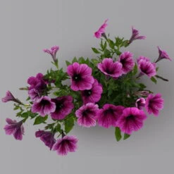 Petunie 'Sweetunia® Burgundy Gem' Rosa Geadert, Hängend, Topf-Ø 13 Cm, 6er-Set -Die grüne Ecke 0613170140 Petunia T13 Burgundy Gem geadert 6er Set set1 122583
