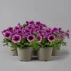 Petunie 'Sweetunia® Burgundy Gem' Rosa Geadert, Hängend, Topf-Ø 13 Cm, 6er-Set -Die grüne Ecke 0613170140 Petunia T13 Burgundy Gem geadert 6er Set set 122582