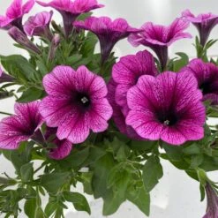 Petunie 'Sweetunia® Burgundy Gem' Rosa Geadert, Hängend, Topf-Ø 13 Cm, 6er-Set -Die grüne Ecke 0613170140 Petunia T13 Burgundy Gem geadert 6er Set 9 122440