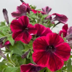 Petunie 'Sweetunia® Suzie Storm' Pink-rot, Hängend, Topf -Ø 13 Cm, 6er-Set -Die grüne Ecke 0613170141 Petunia T13 Suzie Storm gesternt 6er Set 4 122437