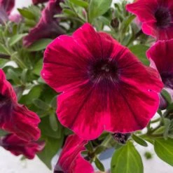 Petunie 'Sweetunia® Suzie Storm' Pink-rot, Hängend, Topf -Ø 13 Cm, 6er-Set -Die grüne Ecke 0613170141 Petunia T13 Suzie Storm gesternt 6er Set 5 122438