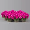Petunie 'GO!Tunia® Neon Pink'' Neon Pink, Topf-Ø 13 Cm, 6er-Set -Die grüne Ecke 0613170177 petunia neon pink set 1 122588