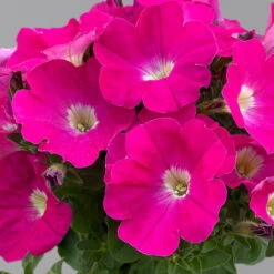 Petunie 'GO!Tunia® Neon Pink'' Neon Pink, Topf-Ø 13 Cm, 6er-Set -Die grüne Ecke 0613170177 petunia neon pink set 2 122589