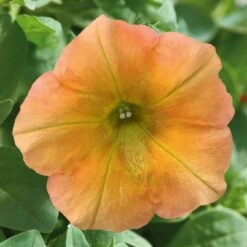 Petunie 'Famous Apricot' Orange-gelb, Hängend, Topf-Ø 13 Cm, 6er-Set -Die grüne Ecke 0613170178 petunia famous apricot 1 122812