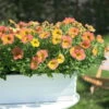 Petunie 'Famous Apricot' Orange-gelb, Hängend, Topf-Ø 13 Cm, 6er-Set