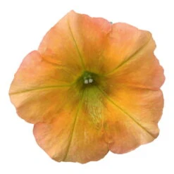 Petunie 'Famous Apricot' Orange-gelb, Hängend, Topf-Ø 13 Cm, 6er-Set -Die grüne Ecke 0613170178 petunia famous apricot 5 122809
