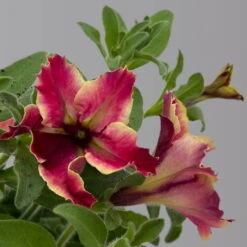 Petunien 'Crazytunia® Mandeville' Rot-gelb, Hängend, Topf-Ø 13 Cm, 6er-Set -Die grüne Ecke 0613170181 Petunia T13 Crazytunia Mandeville 6er Set 1 125144