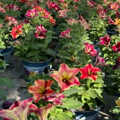 Petunien 'Crazytunia® Mandeville' Rot-gelb, Hängend, Topf-Ø 13 Cm, 6er-Set -Die grüne Ecke 0613170181 Petunia T13 Crazytunia Mandeville 6er Set 1 123565