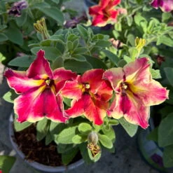 Petunien 'Crazytunia® Mandeville' Rot-gelb, Hängend, Topf-Ø 13 Cm, 6er-Set -Die grüne Ecke 0613170181 Petunia T13 Crazytunia Mandeville 6er Set 2 123564