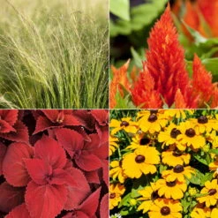 Pflanzenset 'Spätsommer-Gold' Gelb-orange, Topf-Ø 12 Cm, 4er-Set -Die grüne Ecke 0615400008 KB Spaetsommer Gold T12 4erSet orange gelb 10 126538