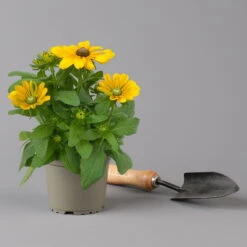 Pflanzenset 'Spätsommer-Gold' Gelb-orange, Topf-Ø 12 Cm, 4er-Set -Die grüne Ecke 0615400008 KB Spaetsommer Gold T12 4erSet orange gelb 11 126541