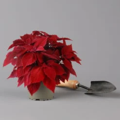 Pflanzenset 'Spätsommer-Gold' Gelb-orange, Topf-Ø 12 Cm, 4er-Set -Die grüne Ecke 0615400008 KB Spaetsommer Gold T12 4erSet orange gelb 12 126540