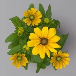 Pflanzenset 'Spätsommer-Gold' Gelb-orange, Topf-Ø 12 Cm, 4er-Set -Die grüne Ecke 0615400008 KB Spaetsommer Gold T12 4erSet orange gelb 14 126542