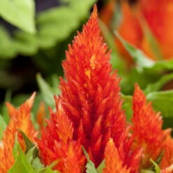 Pflanzenset 'Spätsommer-Gold' Gelb-orange, Topf-Ø 12 Cm, 4er-Set -Die grüne Ecke 0615400008 KB Spaetsommer Gold T12 4erSet orange gelb 6 126539