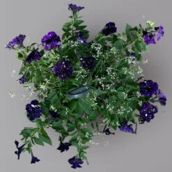 Petunie 'Mystery Sky' & Schneewolke Dunkelblau-weiß, Ampeltopf-Ø 25/27 Cm -Die grüne Ecke 0619110060 KB Petunia Ampel T27 Mystery Sky Schneewolke 1 125344