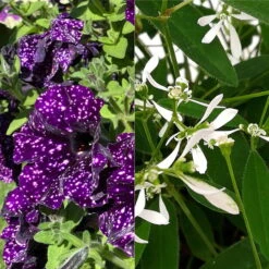 Petunie 'Mystery Sky' & Schneewolke Dunkelblau-weiß, Ampeltopf-Ø 25/27 Cm -Die grüne Ecke 0619110060 Petunia Ampel T27 Mystery Sky Schneewolke 122680
