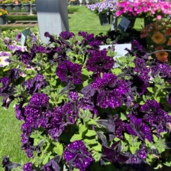 Petunie 'Mystery Sky' & Schneewolke Dunkelblau-weiß, Ampeltopf-Ø 25/27 Cm -Die grüne Ecke 0619110060 petunia ampel mystery sky diamond frost 1 122677