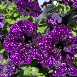 Petunie 'Mystery Sky' & Schneewolke Dunkelblau-weiß, Ampeltopf-Ø 25/27 Cm -Die grüne Ecke 0619110060 petunia ampel mystery sky diamond frost 2 122676