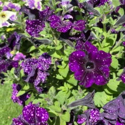 Petunie 'Mystery Sky' & Schneewolke Dunkelblau-weiß, Ampeltopf-Ø 25/27 Cm -Die grüne Ecke 0619110060 petunia ampel mystery sky diamond frost 3 122679