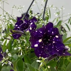 Petunie 'Mystery Sky' & Schneewolke Dunkelblau-weiß, Ampeltopf-Ø 25/27 Cm -Die grüne Ecke 0619110060 petunia mysteryx sky und schneewolke ampel 7 124649