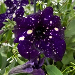 Petunie 'Mystery Sky' & Schneewolke Dunkelblau-weiß, Ampeltopf-Ø 25/27 Cm -Die grüne Ecke 0619110060 petunia mysteryx sky und schneewolke ampel 8 124648