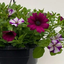 Gemischte Sommerblumen-Ampel, Farbe/n Nach Verfügbarkeit, Ampeltopf-Ø 25/27 Cm -Die grüne Ecke 0619140037 BB Mix Ampel T27 gelb lila weiss 42 111090