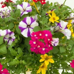 Gemischte Sommerblumen-Ampel, Farbe/n Nach Verfügbarkeit, Ampeltopf-Ø 25/27 Cm -Die grüne Ecke 0619140037 BB Mix Ampel T27 rot lila gelb 5 111086