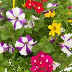 Gemischte Sommerblumen-Ampel, Farbe/n Nach Verfügbarkeit, Ampeltopf-Ø 25/27 Cm -Die grüne Ecke 0619140037 BB Mix Ampel T27 rot lila gelb 6 111087