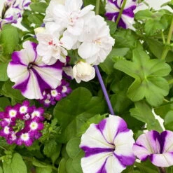 Gemischte Sommerblumen-Ampel, Farbe/n Nach Verfügbarkeit, Ampeltopf-Ø 25/27 Cm -Die grüne Ecke 0619140037 BB Mix Ampel T27 weiss lila 6 111088