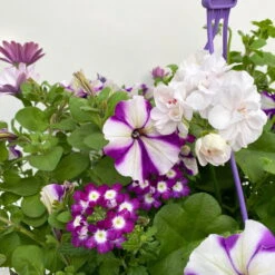 Gemischte Sommerblumen-Ampel, Farbe/n Nach Verfügbarkeit, Ampeltopf-Ø 25/27 Cm -Die grüne Ecke 0619140037 BB Mix Ampel T27 weiss lila 7 111089