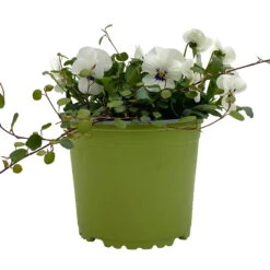 Hornveilchen Mit Mühlenbeckia, Farbe Zufällig, Topf-Ø 13 Cm, 6er-Set -Die grüne Ecke 0620110113 Viola cornuta Muehlenbeckia weiss 6er Set 1 107966