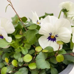 Hornveilchen Mit Mühlenbeckia, Farbe Zufällig, Topf-Ø 13 Cm, 6er-Set -Die grüne Ecke 0620110113 Viola cornuta Muehlenbeckia weiss 6er Set 4 107891