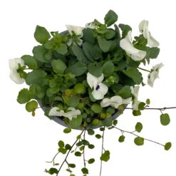 Hornveilchen Mit Mühlenbeckia, Farbe Zufällig, Topf-Ø 13 Cm, 6er-Set -Die grüne Ecke 0620110113 Viola cornuta Muehlenbeckia weiss 6er Set 6 107967