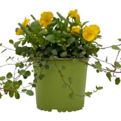 Hornveilchen Mit Mühlenbeckia, Farbe Zufällig, Topf-Ø 13 Cm, 6er-Set -Die grüne Ecke 0620110114 Viola cornuta Muehlenbeckia gelb 6er Set 2 107968