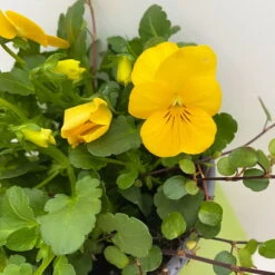 Hornveilchen Mit Mühlenbeckia, Farbe Zufällig, Topf-Ø 13 Cm, 6er-Set -Die grüne Ecke 0620110114 Viola cornuta Muehlenbeckia gelb 6er Set 4 107888