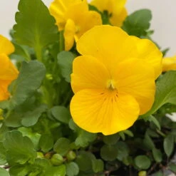 Hornveilchen Mit Mühlenbeckia, Farbe Zufällig, Topf-Ø 13 Cm, 6er-Set -Die grüne Ecke 0620110114 Viola cornuta Muehlenbeckia gelb 6er Set 5 107890