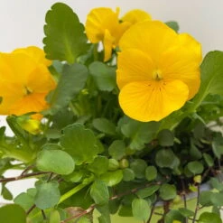 Hornveilchen Gelb Mit Mühlenbeckia, Topf-Ø 13 Cm, 6er-Set -Die grüne Ecke 0620110114 Viola cornuta Muehlenbeckia gelb 6er Set 6 107889 1