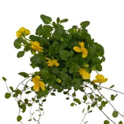Hornveilchen Mit Mühlenbeckia, Farbe Zufällig, Topf-Ø 13 Cm, 6er-Set -Die grüne Ecke 0620110114 Viola cornuta Muehlenbeckia gelb 6er Set 7 107969