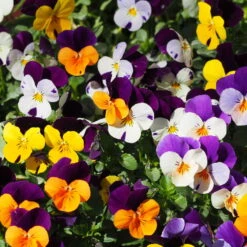 Hornveilchen Mit Mühlenbeckia, Farbe Zufällig, Topf-Ø 13 Cm, 6er-Set -Die grüne Ecke 0620110115 Viola cornuta Muehlenbeckia T13 zweifarbig 6er Set n Verfuegbarkeit WS 2 102730